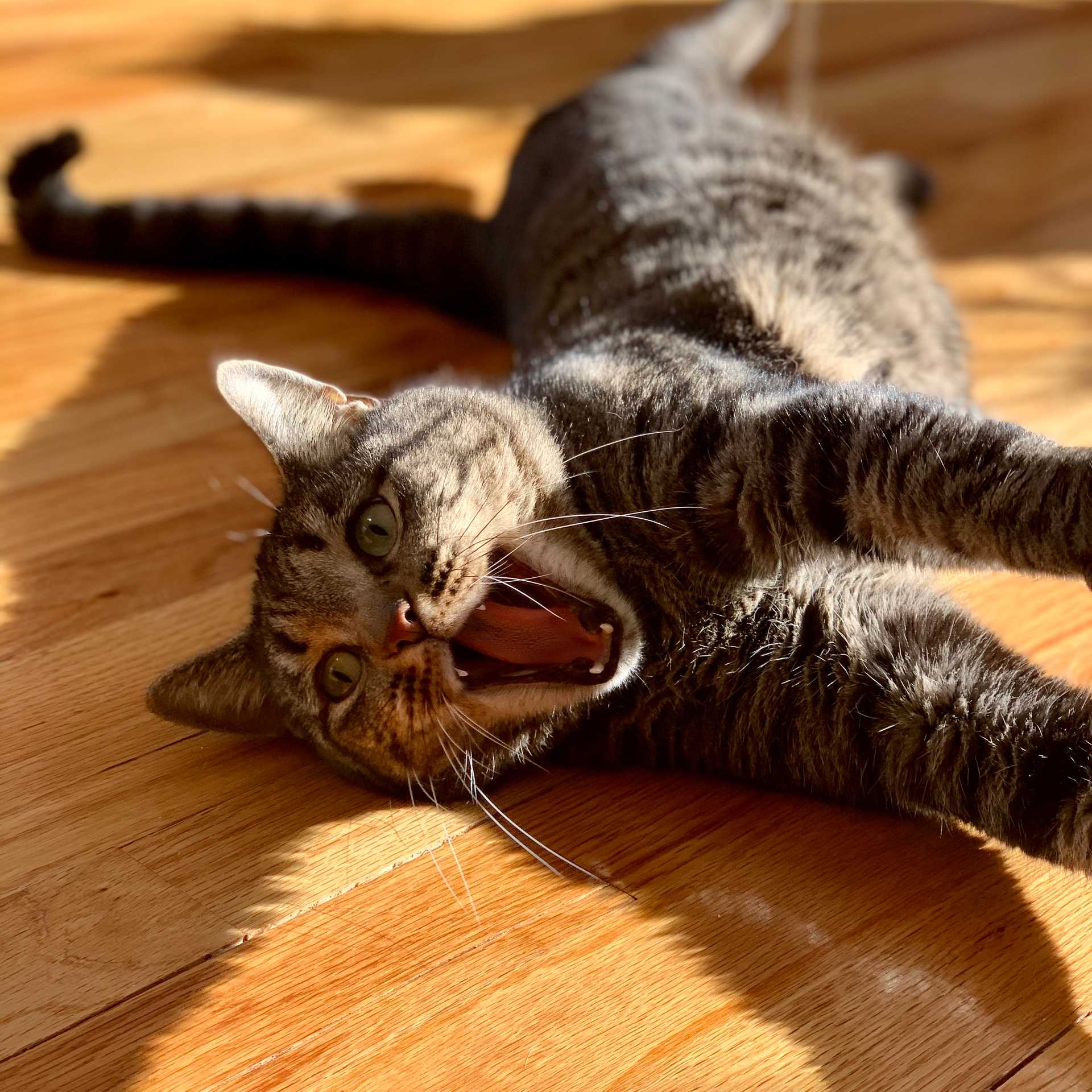 cat