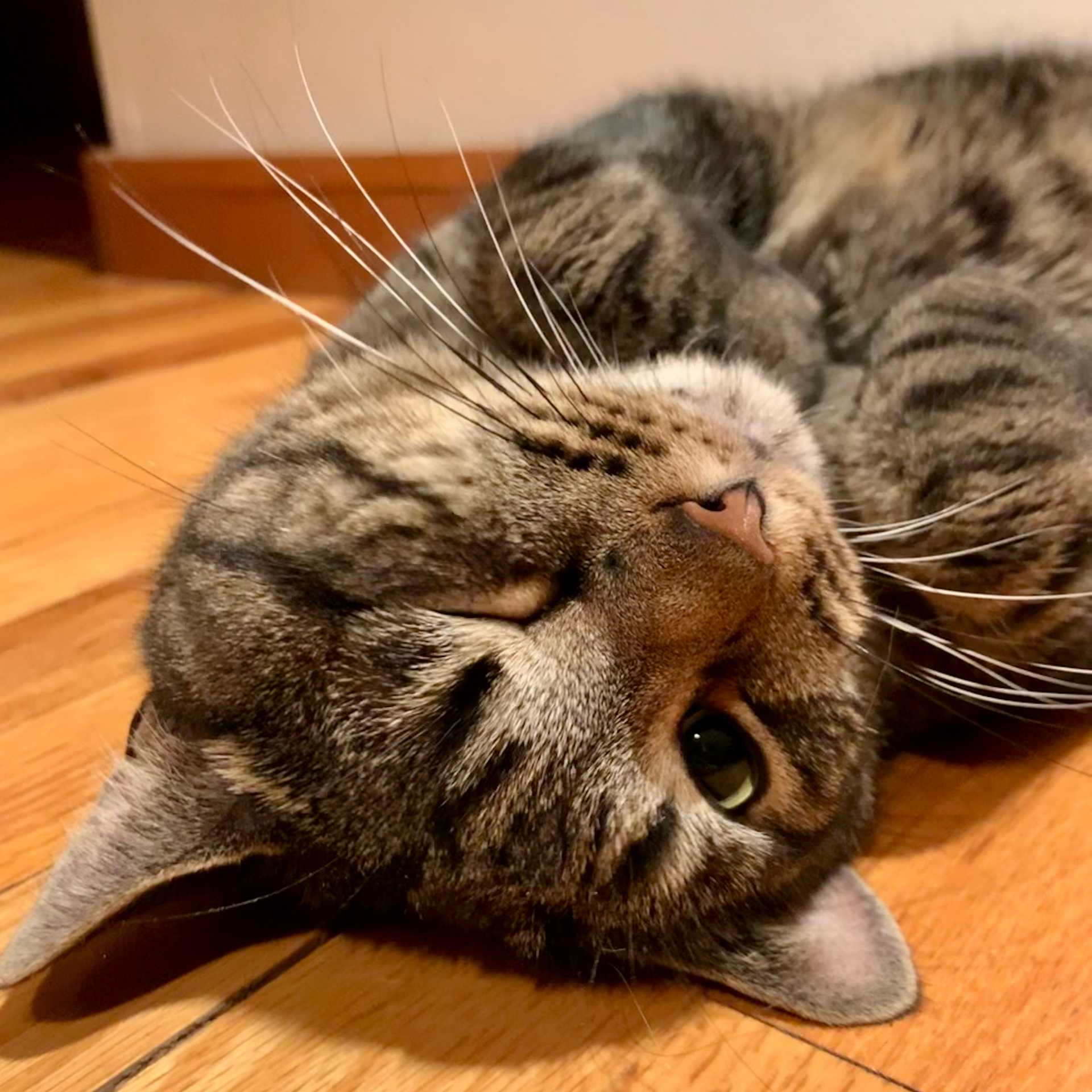 cat