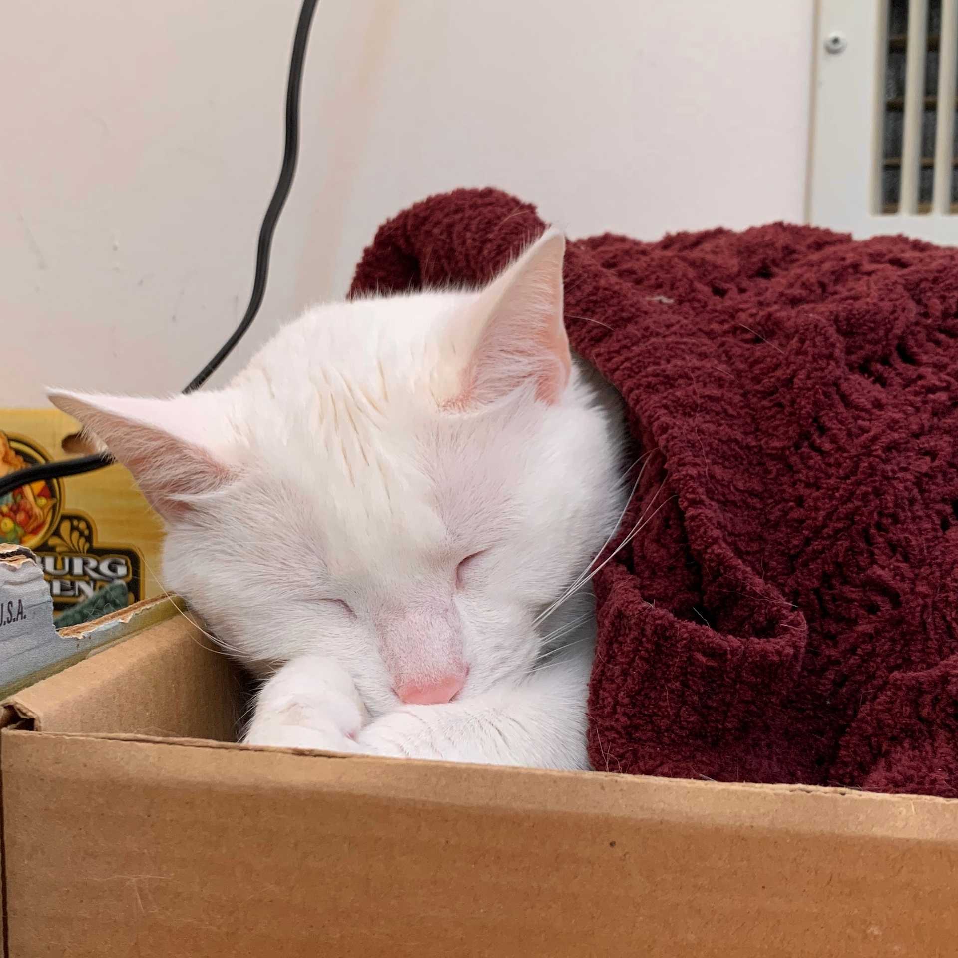 cat