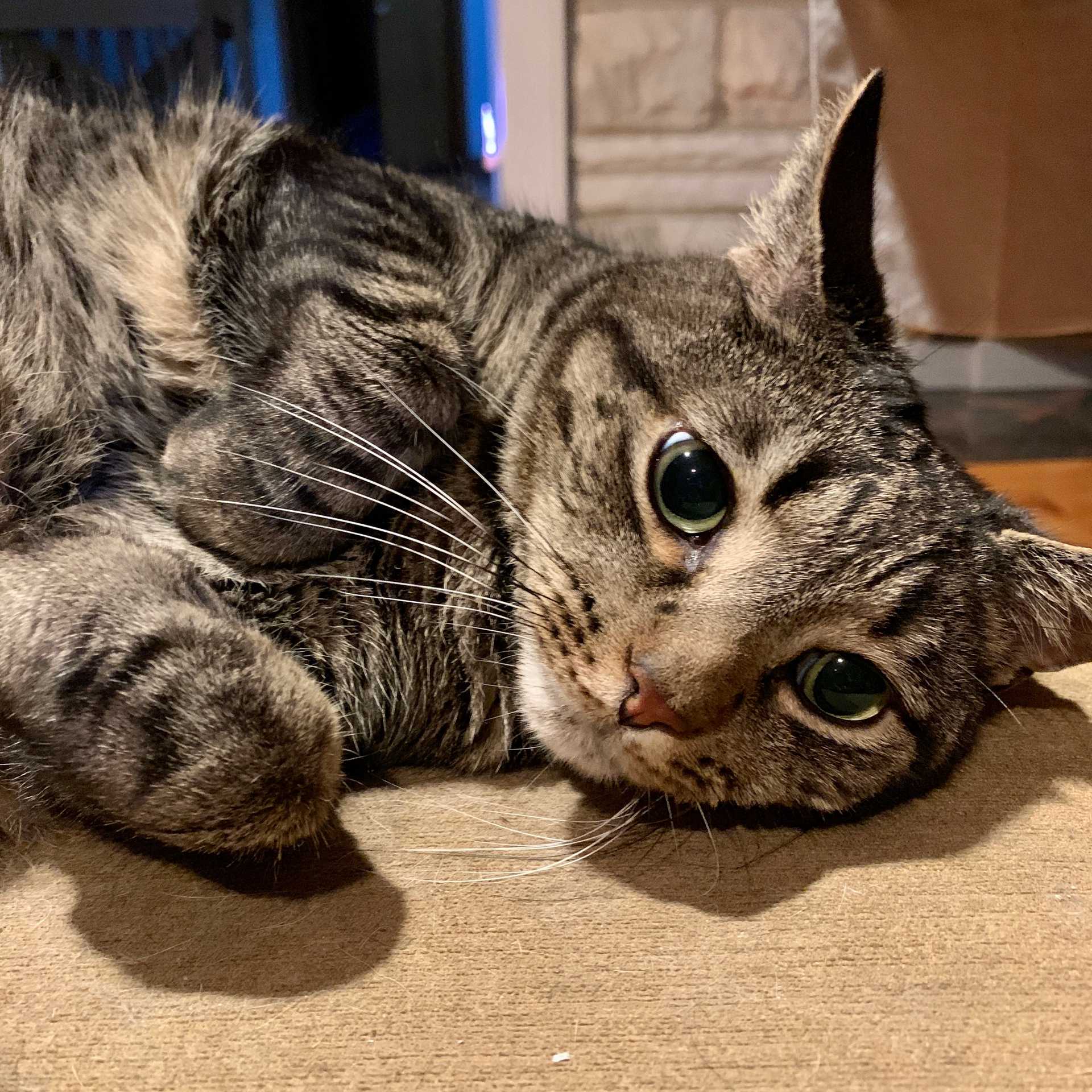 cat